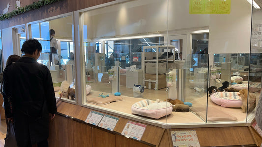 One of Japan's leading pet shops, "Pet Plus," features a showcase of puppies and kittens on display.